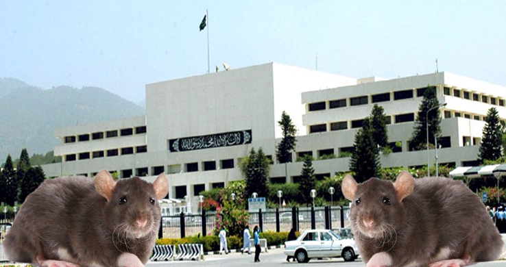 Rs. 1.2 Million Approved for Rat Extermination at Parliament House